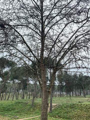 Platanus × hispanica