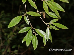 Rhododendron breviperulatum