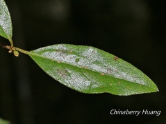 Rhododendron breviperulatum