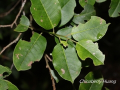 Ilex pedunculosa
