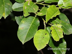 Ilex pedunculosa