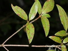 Rhododendron breviperulatum