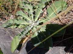 Sonchus kirkii