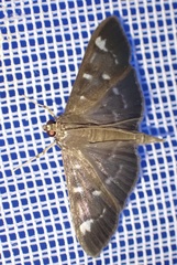 Pramadea ovialis