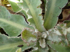 Sonchus kirkii
