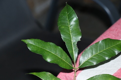 Zanthoxylum brachyacanthum