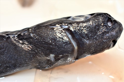 Slender lantern shark (Etmopterus pusillus) — Etmopteridae — 2