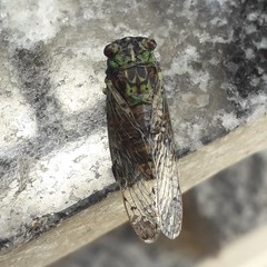 Proarna dactyliophora