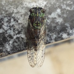 Proarna dactyliophora