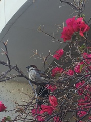 Passer domesticus
