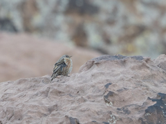 Prunella collaris collaris