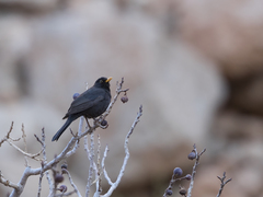Turdus merula mauritanicus
