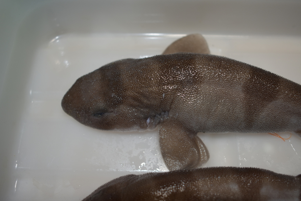 Japanse zwelhaai (Cephaloscyllium umbratile) — Scyliorhinidae