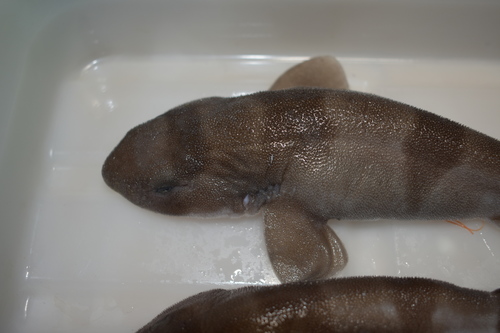 Blotchy swellshark (Cephaloscyllium umbratile) — Scyliorhinidae