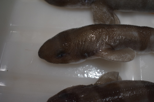 Japanse zwelhaai (Cephaloscyllium umbratile) — Scyliorhinidae — 5