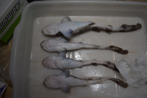 Japanse zwelhaai (Cephaloscyllium umbratile) — Scyliorhinidae — 3