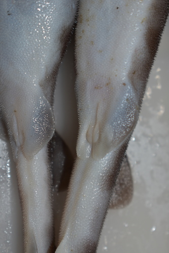 Japanse zwelhaai (Cephaloscyllium umbratile) — Scyliorhinidae — 4