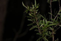 Acacia excelsa