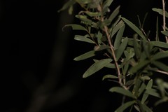 Acacia excelsa