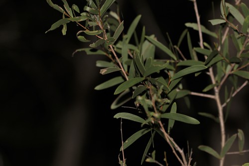 Image of Acacia excelsa by (c) Greg Tasney, some rights reserved (CC BY-SA)