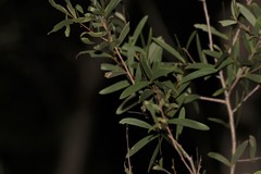 Acacia excelsa