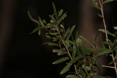 Acacia excelsa