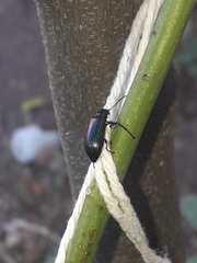 Strongylium cupreocinctum