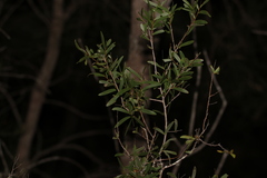 Acacia excelsa