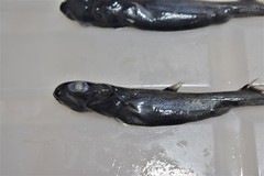 Shorttail Lanternshark photo 5