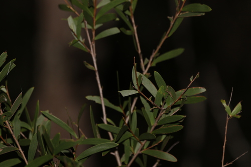 Image of Acacia excelsa by (c) Greg Tasney, some rights reserved (CC BY-SA)
