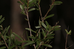 Acacia excelsa
