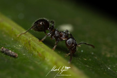 Pseudonotoncus hirsutus