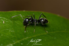 Teratomyrmex greavesi