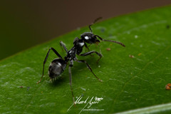 Teratomyrmex greavesi