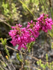 Erica pulchella