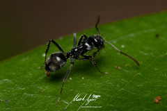 Teratomyrmex greavesi