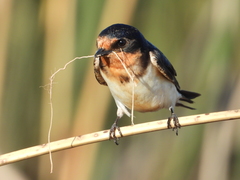 Hirundo rustica