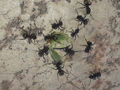 Myrmobrachys