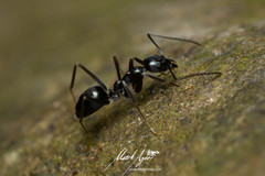 Leptomyrmex burwelli