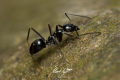 Leptomyrmex burwelli