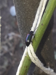 Strongylium cupreocinctum