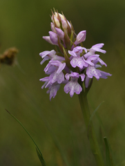 Dactylorhiza majalis sphagnicola