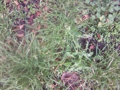 Capsella bursa-pastoris