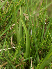 Dactylorhiza majalis sphagnicola