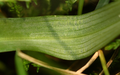 Dactylorhiza majalis sphagnicola