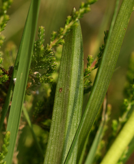 Dactylorhiza majalis sphagnicola