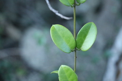 Hoya australis australis