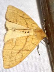 Monstruncusarctia aurantiaca