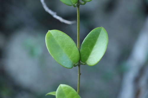 Hoya australis
