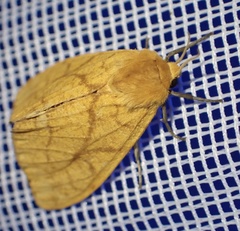 Monstruncusarctia aurantiaca